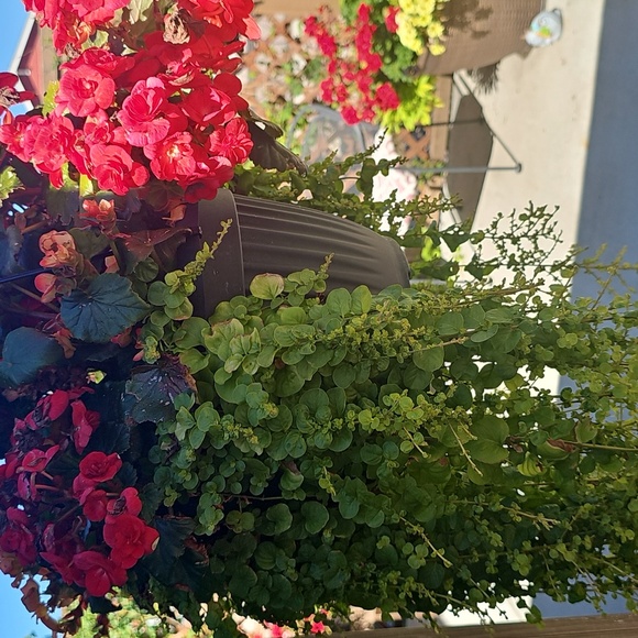 Meet your Posher, Reyna - Picture 4 of 4